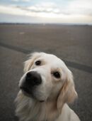 Reinrassiger Goldenretriever sucht Hündin zur Deckung in 56338