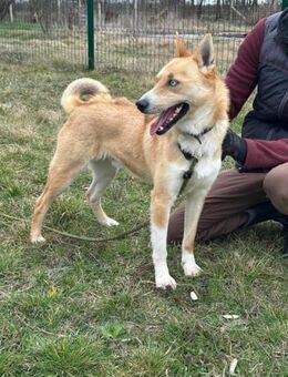 Nico wünscht sich ein tolles Hundeleben - Nordwalde