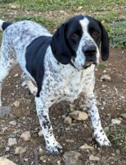 Traumhund Yonoi sucht Körbchen# - Essen