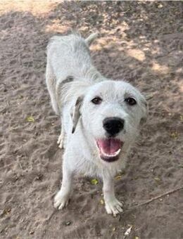 Hübsche Cintia sucht liebevolle Menschen - Schnarup-Thumby