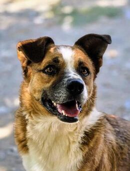 Vic, der perfekte Familienhund! - Oberhausen