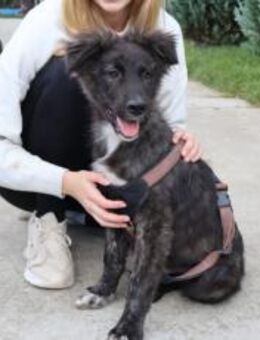 Sanfte Seele Coby sucht nach dir - München