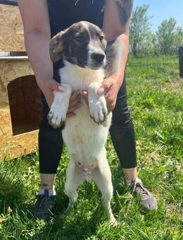 Süsser MARSHALL sucht liebe Familie - Neuberg