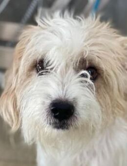 Eko, geb. ca 11/2021, 53940 Hellenthal - Euskirchen