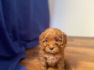 Maltipoo Welpen - Hannover