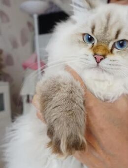British Langhaar Kitten sofort abzugeben - Hamburg