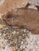 Goldhamster (3 Monate alt) in 01662