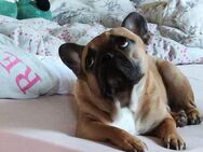 Französischer kuschler Bulldogge - Bernburg (Saale)