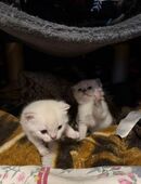 Britische Kurzhaar Kitten vom 18.10. – Eltern: Golden Shell (Mama) & Blue Point (Papa) in 51145