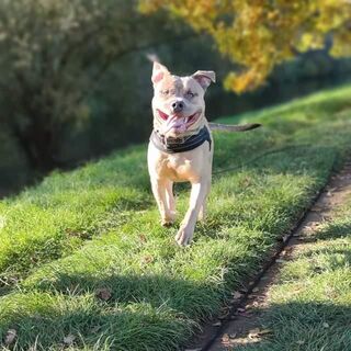 Welpen American Staff Terrier/ American Bulldog Deutsch Kurzhaar