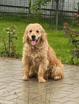 🧡 Amber - Markkleeberg