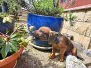 Neues Zuhause für kleinen Hundejungen Hundewelpen gesucht - Familienhund - Dingelstädt