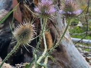 Wilde Karde (Dipsacus fullonum/ sylvestris) - Horgenzell