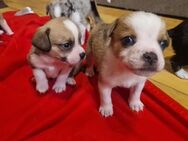 4 von 7 Welpen /Französische Bulldogge x Mini Australian Shepherd