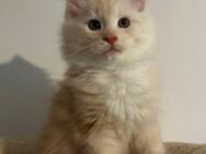 Maine Coon Kitten mit Stammbaum - Rommerskirchen