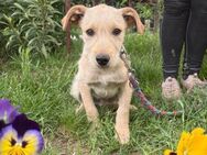 Nodin - ein bezauberndes Hundekind! - Heinsberg