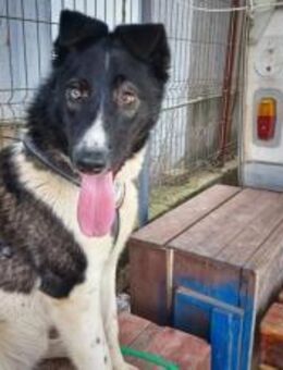 Der Schöne Hans sucht ein Zuhause - München
