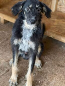 Wali ist ein lebensfroher Hundebub 🐾 - Elsdorf (Nordrhein-Westfalen)