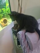 12 wochen alte kitten in 38108