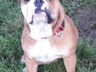 Old English Bulldog Hündin - Kuhlen-Wendorf