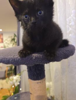 12 wochen alte kitten - Braunschweig