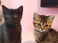 BKH /EKH Mixe Katzen - Datteln