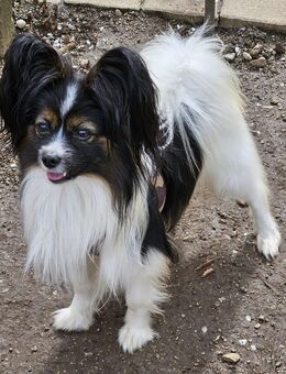 Papillon Rüde sucht seine wundervolle und aktive Familie - Garching (Alz)