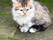 Main Coon, Mix, - Kaarst Zentrum