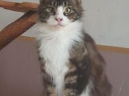 Maine Coon Joungster - Großmehring