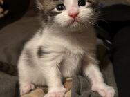 Main Coon kater - Mandelbachtal