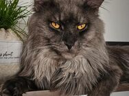 Maine Coon Deckkater - Seevetal