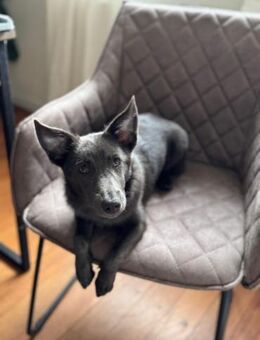 Tina, aktive Welpendame, ca. 6 M 72760 - Vaterstetten