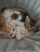 Bkh mix Kitten in 22523