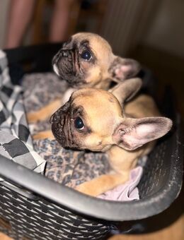 🐾 Französische Bulldoggen Welpen – 2 süße Hündinnen suchen ein liebevolles Zuhause 🐾 - Willingen (Upland)