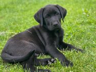 Reinrassige Labradorwelpen von der Mecklenburger Seenplatte (sofort abgabebereit) - Klein Vielen