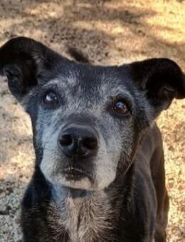 Lilika , geb. ca. 06/2015 , GRIECHENLAND - Euskirchen