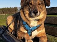 Rüde Shadow sucht Herzensmenschen - Neuhausen (Fildern)