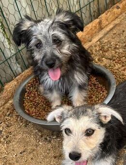 🐾 zuckersüsses Welpemädchen Honey❤️ - Eislingen (Fils)
