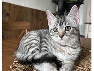 Kitten/ Katzen - Bautzen