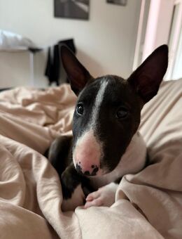 Mini Terrier Welpe sucht neues Zuhause - Köln