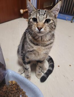 Baby-hauskatze zu verkaufen - Wiesbaden Kastel