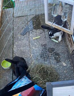 2 Stallhasen abzugeben - Warthausen