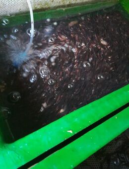 Regenbogenforellen-Brut - Soyen