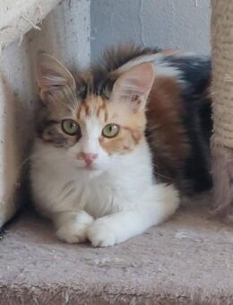 Lanai - die schüchterne Samtpfote - Kirchheim (München)