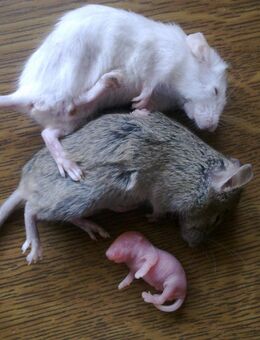 Maus Mäuse gefroren Frostfutter - Wörth (Rhein)