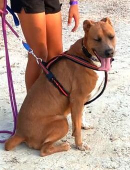 Jacki agiler Junghund Ho - Ludwigshafen (Rhein)