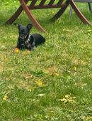 Welpe 6 Monate Rehpinscher/Chiwawa in 46049