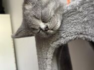 BKH Kitten - Kassel Rothenditmold