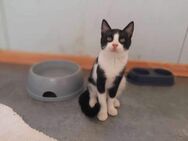 Aaron, zauberhafter Jungkater, ca. 8 Mon - Vaterstetten