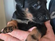 Bezaubernde Belgische Pinscher Welpen suchen ihre neuen Hundeeltern - Schortens